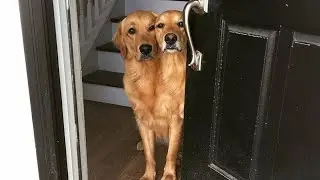 You won't BELIEVE how funny this Golden Retriever is! 😂