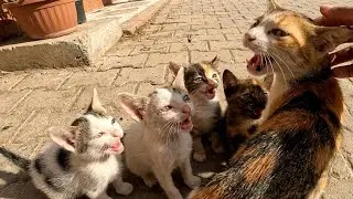 The poor mother cat's facial expression changes as soon as I arrive; her kittens are so cute🥺❤️