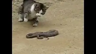Кошка vs змея