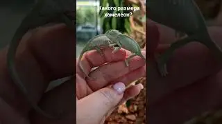 Как быстро растут хамелеоны? 