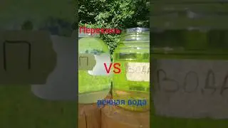Какой результат очистки перекисью водорода за неделю. 