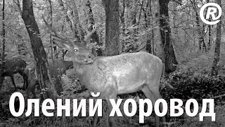 Олений хоровод. Благородные олени (Cervus Elaphus) в лесу.