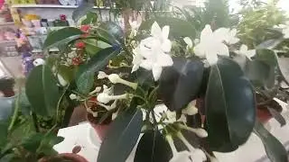 Я в Донецке!!!/Обзор цветочного магазина/Цены на рынке
