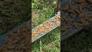 How to get rid of slugs 2