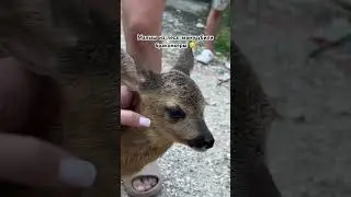 Малыш без мамы😭 ее убили браконьеры 😡 