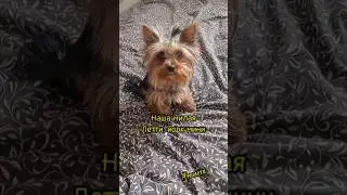 Моя любимая Летти, йорк мини 