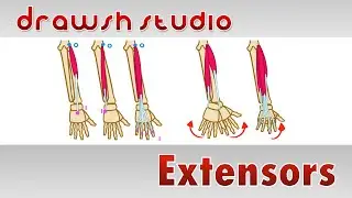 The Extensor Muscles