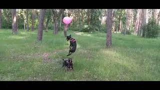 Dog Volleyball)))