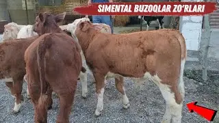 Simental Buzoqlar Sotiladi 100%