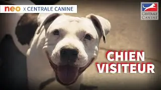 CHIEN VISITEUR - Neo x Centrale Canine