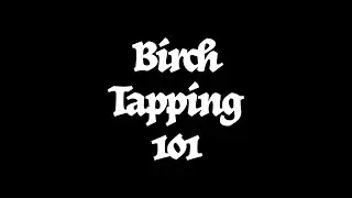 How to Tap Birch Trees featuring the Yellow Birch in my Yard