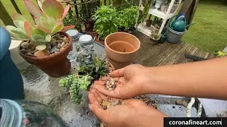 Working in the Garden, Re-Vamping Succulent Arrangements