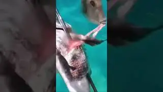 travis scott fish #memes