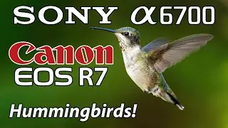 Sony a6700 Canon R7 Hummingbird Photography & More! FE 200-600 RF 100-500 Telephoto Zoom Lenses
