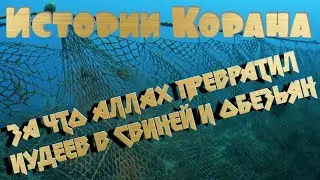 Иудеи. За что Аллах превратил людей в свиней и обезьян 