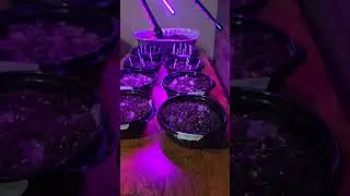 Gardening