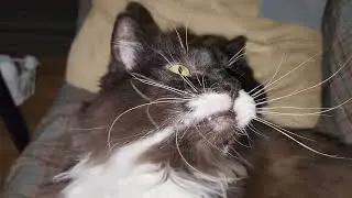 Jazz's Sofa Shenanigans: Plays with Pen in the Most Adorable Way!♥️