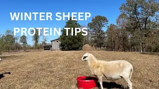 Winter Sheep Protein Tips     #sheep