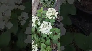 Гортензия Вимс Ред.
