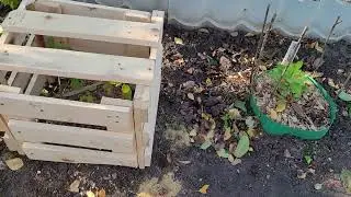 Мои рододендроны. Готовлю к зиме.
