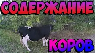 Содержание коров/ Выгульное или стойловое