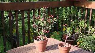 Euphorbia millii two specimen in bloom August 2023