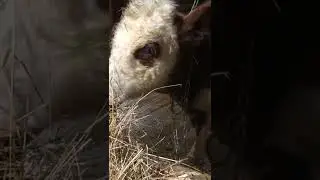 Привесы телят за месяц