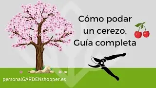 Cómo podar un cerezo, guía completa.