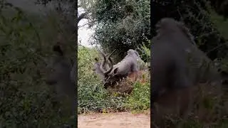 Sexual Behaviour in Animals