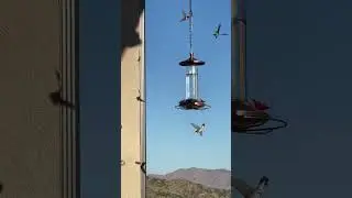 Hummingbirds Being Territorial