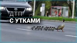 Утки стали причиной ДТП на МКАД в Москве