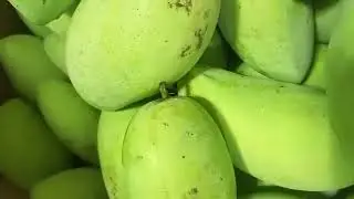 20 kilos very fresh Delicious Mangoes.