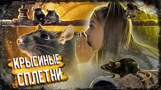 Крысиные сплетни / Golysheva