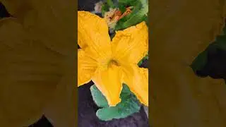 У меня снова кабачок цветёт!!!😍😍😍 My squash is blooming again!!!😍😍😍