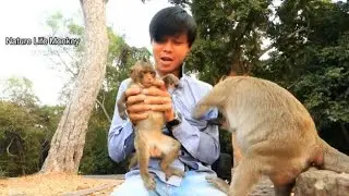 Beautiful Lucas let PaPa Song carry hug him, Cute monkey Lucas happy steal food PaPa Song