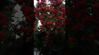 Гроздья рябины. Сентябрь СПб
