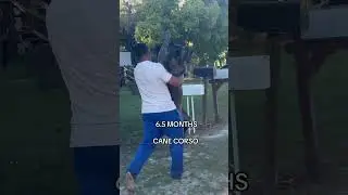 Now that’s a HUGE Cane Corso puppy 😱