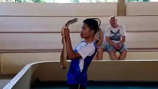 Смертельный поцелуй королевской кобры! (deadly kiss of king kobra)