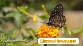 Рукия - Священный Коран/ИСЦЕЛЕНИЕ от болезни
