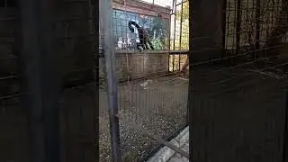 Обезьянка нашла грецкий орех и бьёт его