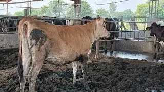 99143-12468,  ਸ਼ਹਿਰ ਧਨੌਲਾ ਚਾਰ ਮੋਹਰਾਂ ਝੋਟੀਆਂ ਸੇਲ