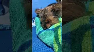 Beach sleeping 😴 #shorts