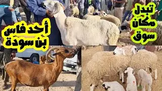 سوق تحول أحد فاس بن سودة لنعجة وماعز وخروفة وخروف كسابي 2024/07/21