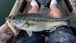 Fall Transition Topwater Spotted Bass Lake Lanier