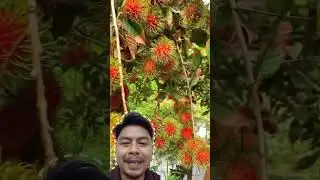 Buah ini ada rambutnya ☺️