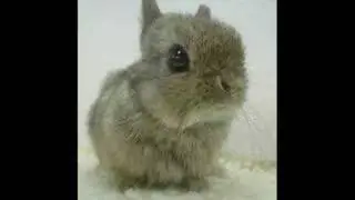 Chicken Bunny w/Annotations