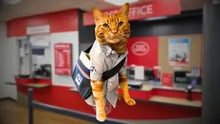 Top 5 Cats with jobs
