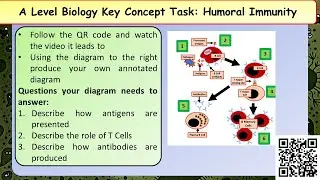 A Level Biology Humoral Immunity Revision