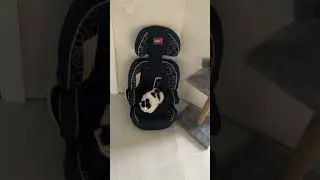 Видео наблюдения Мика