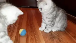 Британские котята в первый раз видят мячик и бояться играть в него.